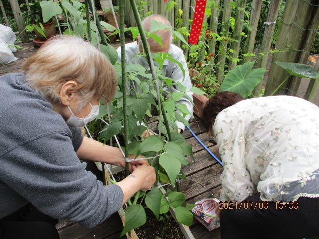 とれたてインゲン試食会！