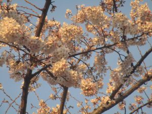 お花見ドライブと外食