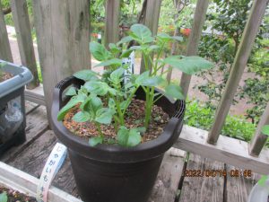じゃがいも植え付けから　その後…　　アグリカルチャー俱楽部