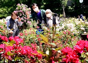 光が丘ローズガーデンへピクニックへ行きました